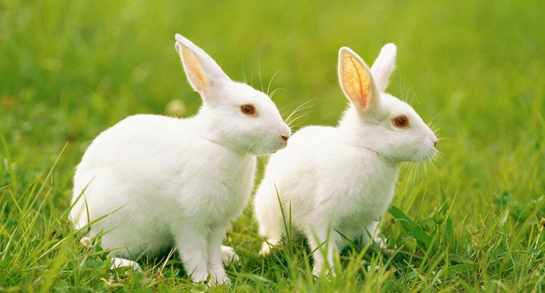 武拉平：2016-2025年中國兔產業(yè)發(fā)展規(guī)劃（上）